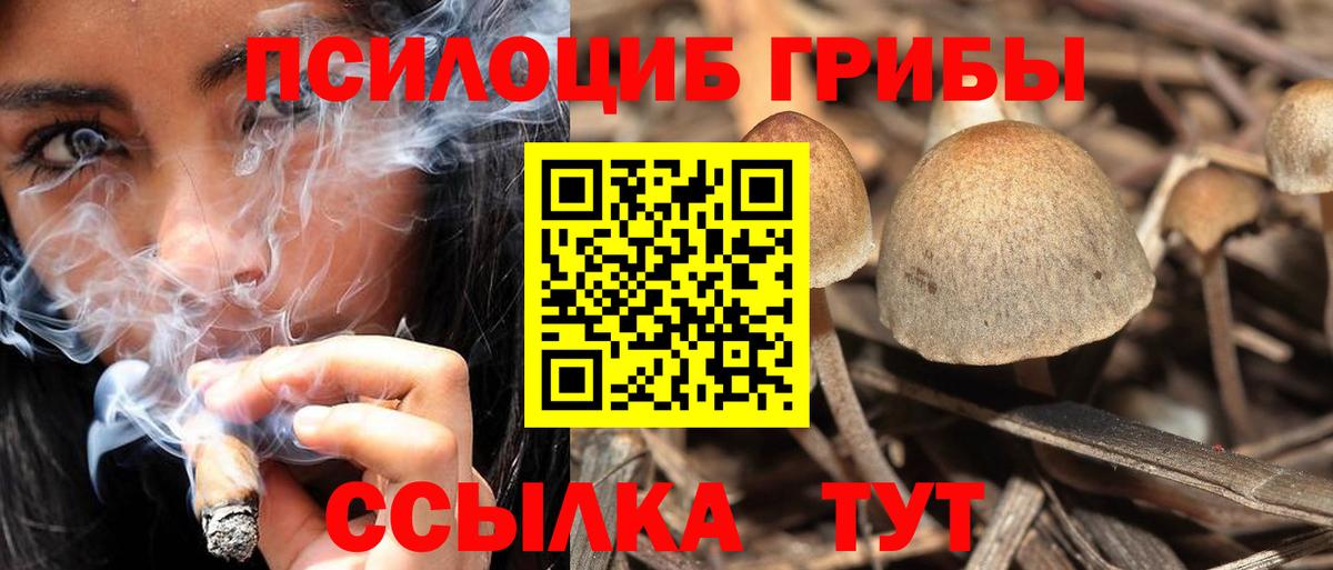 Галлюциногенные грибы Psilocybine cubensis Кизилюрт